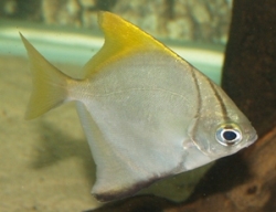 MONODACTYLUS ARGENTEUS
